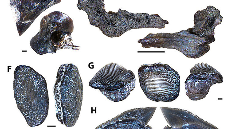 First-ever description of microvertebrate fossil assemblages from Manitoba