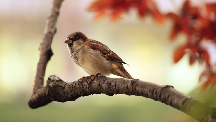 Golden-crowned sparrows prefer familiar faces over familiar places